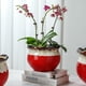 thumbnail image 3 of Macetas de cerámica aptas for plantar orquídeas, aloe vera, orquídeas Phalaenopsis y otras plantas., 3 of 6