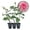 3 Plants, variant on Mrs BR Cant Rose Bush - 1 Live Starter Plant - Beautifully Fragrant Hybrid Tea Rose - A Versatile Beauty with Colorful Pink Blooms