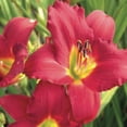 thumbnail image 3 of Expert Gardener Pardon Me Daylily (2.5 Quart) Re-Blooming Perennial with Red Blooms - Full Sun Live Outdoor Plant, 3 of 8