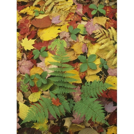 Lady Fern on the Forest Floor Among Fall Leaves, Athyrium Filix-Femina, New England, USA Print Wall Art By Adam