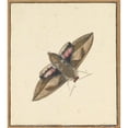 thumbnail image 2 of Nicolaas Struyk 15x17 Black Ornate Wood Framed Double Matted Museum Art Print Titled - A Moth (Early 18th-Mid 18th Century), 2 of 5