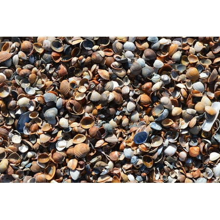 Laminated Poster Beach Close Nature Seashell Mussels Coast Poster Print 11 x (Best Seashell Beaches On The East Coast)