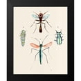 thumbnail image 2 of Warren, Annie 12x14 Black Modern Framed Museum Art Print Titled - Insect Varieties III, 2 of 5