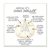 Stupell Industries Informative Sand Dollar Learning Chart Nautical Education Graphic Art Unframed Art Print Wall Art, Design by Dishique