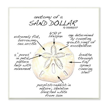 Stupell Industries Informative Sand Dollar Learning Chart Nautical Education Graphic Art Unframed Art Print Wall Art, Design by Dishique