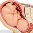 thumbnail image 4 of Axis Scientific Pregnancy Anatomy Model Set - Scientific anatomy model, mini figure, Human anatomy system miniature, school demonstration skill, 4 of 6