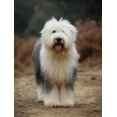 thumbnail image 1 of Qisvanset Sheepdog Portrait Canvas Print 12x16 Inch Entryway Decor, 1 of 8