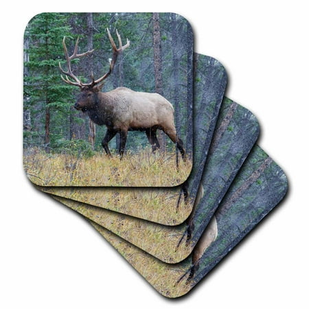 

3dRose Rocky Mountain Bull Elk walking in forest - Soft Coasters set of 8