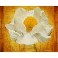 thumbnail image 2 of Vitaly Geyman 24x20 Gallery Wrapped Canvas Wall Art Titled - Poppy in Gold, 2 of 4