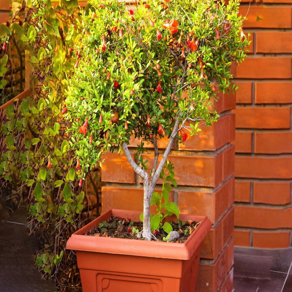 Expert Gardener 1-1.5 ft tall Wonderful Pomegranate Live Tree in 1-Gallon Grower Pot