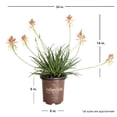thumbnail image 6 of Southern Living Safari Sunrise Aloe Live Shrub in 2.5-Quart Grower Pot, 6 of 8