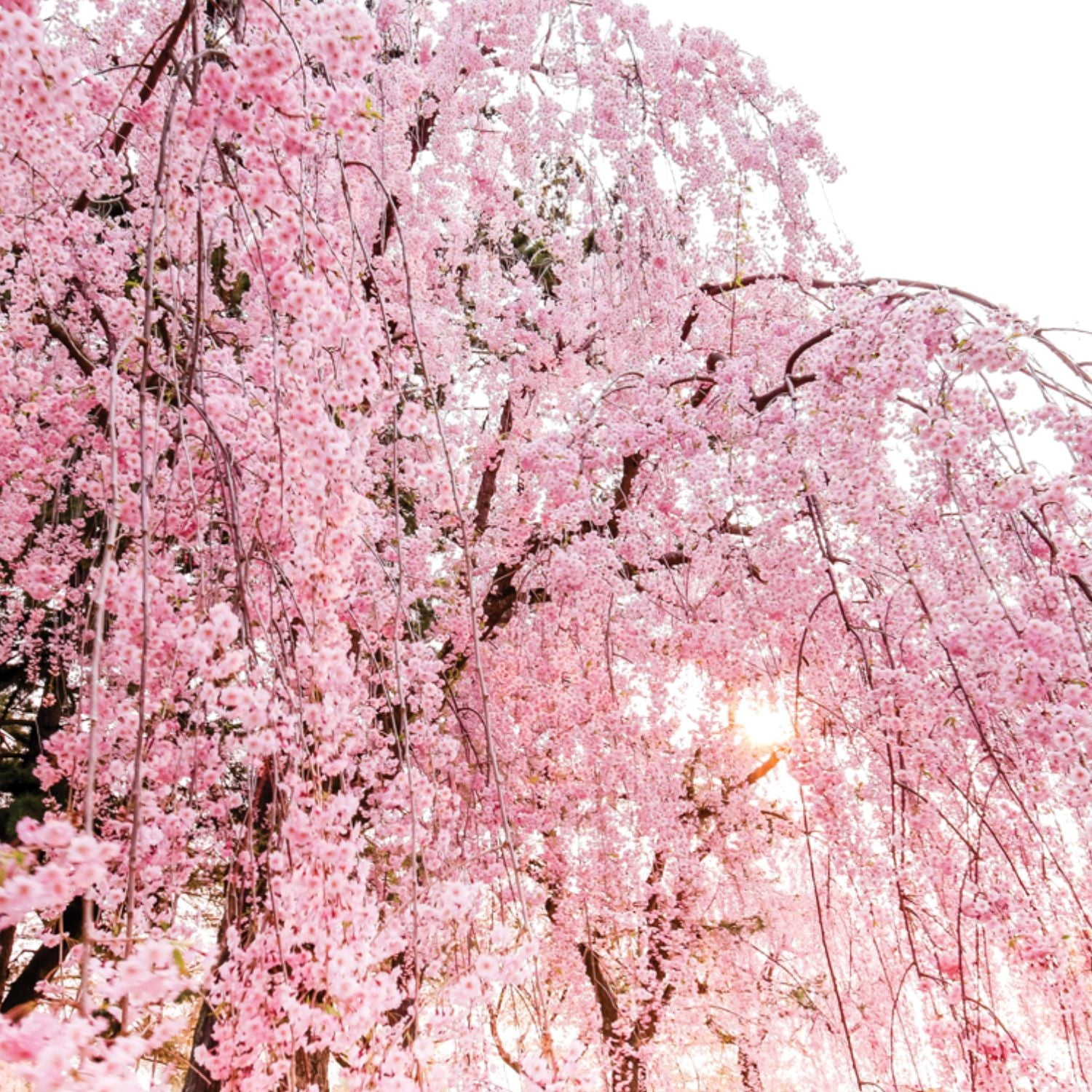 Expert Gardener 3-4 ft. tall Weeping Pink Flowering Cherry Live Tree in 7-Gallon Grower Pot