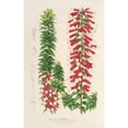 thumbnail image 2 of Charles Antoine Lemaire 13x18 Black Ornate Wood Framed Double Matted Museum Art Print Titled - Epacris Multiflora (1854-1896), 2 of 5