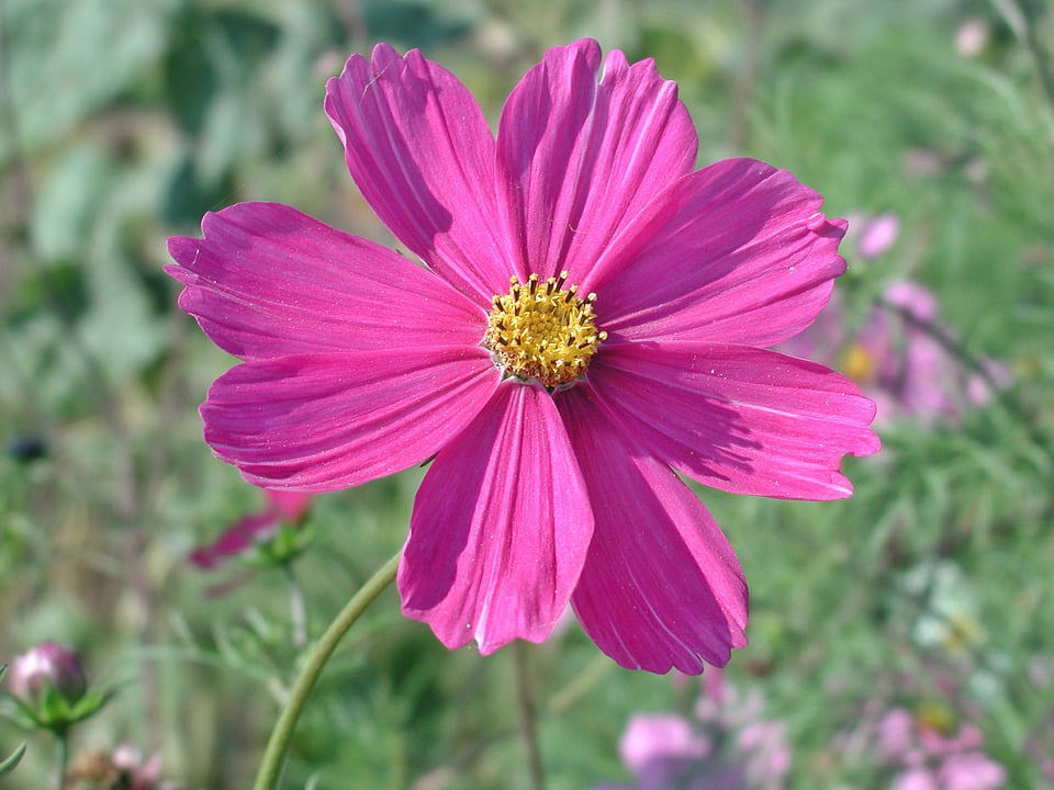 Cosmea Flower Bloom Cosmos Pink Flower Blossom-12 Inch BY 18 Inch ...