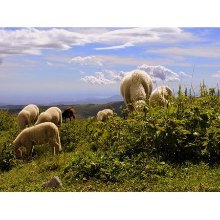 LAMINATED POSTER Flock Sheep Landscape Grass Sky Clouds Animal Poster Print 11 x