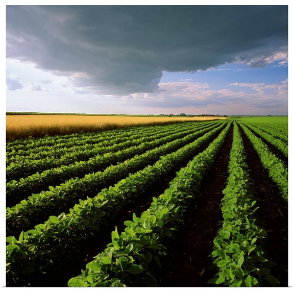 Great BIG Canvas | Rolled Scott Sinklier Poster Print entitled A mid growth soybean field grows next to a mature field of oats with a storm cloud