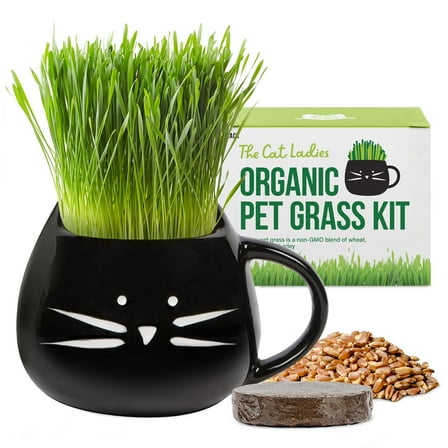 The Cat Ladies Organic Cat Grass Kit with Black Cat Ceramic Planter, Easy Indoor Planting Gift Set