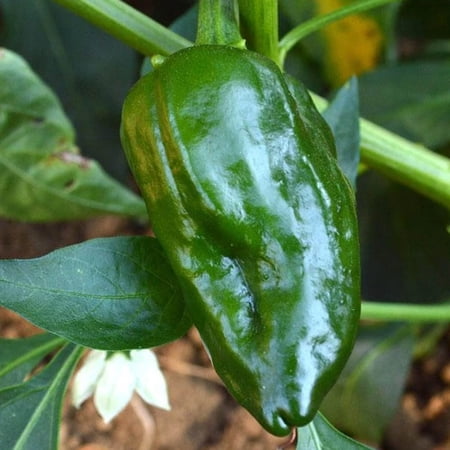Ancho Sanchez F1 Pepper 250 mg ~35 Seeds - Non-GMO Hybrid Hot Pepper Vegetable Gardening Seeds - Sustainable Seed Co. - Hot Pepper