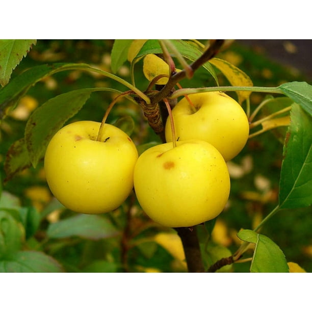 European Crab Apple, (French Crabapple), Malus Sylvestris, Tree 30