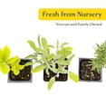 thumbnail image 5 of 1 Mediterranean Chef's Herb Plant Trio: Live Aromatic Culinary Herbs in 3.5" Cubes | Garden-Ready Bay Laurel, Rosemary & Sage Plants with Fresh Savory Flavor for Cooking, Containers & Home Gardens, 5 of 7