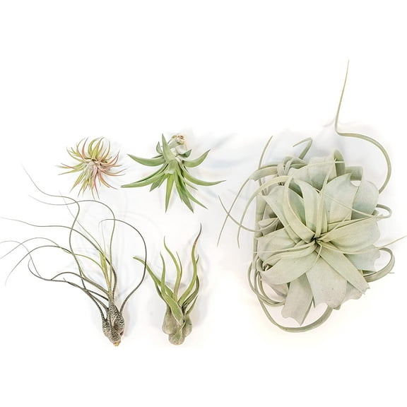 Air Plant Shop The Aztec Collection of Tillandsia Air Plants- Wholesale and Bulk - Succulents - Live Tillandsia - Easy Care Indoor and Outdoor House Plants (Pack of 5)