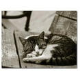 thumbnail image 4 of Small World Greetings Sleeping Kitten Cards 24 Count - Blank Inside with White Envelopes - A2 Size 5.5" x 4.25" - All Occasion, 4 of 10