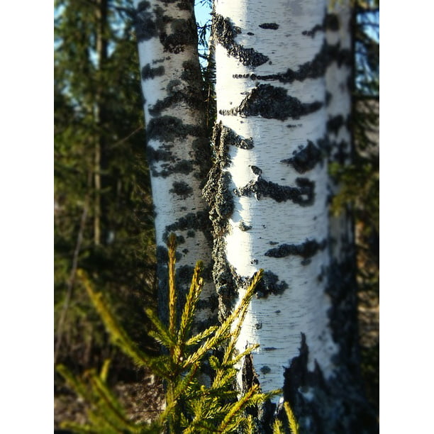 Silver Birch Birch Bark Nature Forest Tree Wood 12 Inch By 18 Inch Laminated Poster With Bright Colors And Vivid Imagery Fits Perfectly In Many Attractive Frames Walmart Com Walmart Com