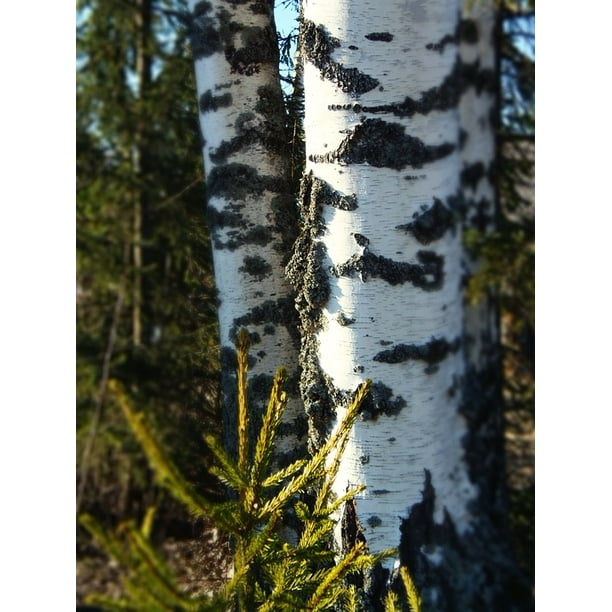 Silver Birch Birch Bark Nature Forest Tree Wood 12 Inch By 18 Inch Laminated Poster With Bright Colors And Vivid Imagery Fits Perfectly In Many Attractive Frames Walmart Com Walmart Com Silver Birch Birch Bark Nature Forest Tree Wood 12 Inch By 18 Inch Laminated Poster With Bright Colors And Vivid Imagery Fits Perfectly In Many Attractive Frames Walmart Com Walmart Com
