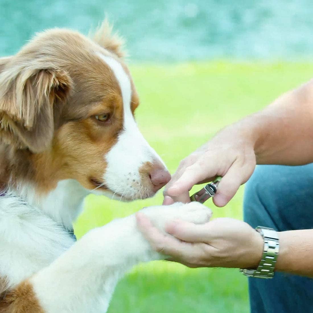 safari nail trimmer for dogs