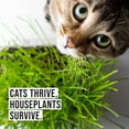 thumbnail image 3 of The Cat Ladies Cat Grass Refill Kit 3 Count, 100% Organic Non-GMO Seeds, Fresh and Natural Cat Grass for Indoor Cats, 3 of 9