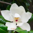 QAUZUY GARDEN 10 Premium OIF8 Southern Magnolia Grandiflora (Big Laurel