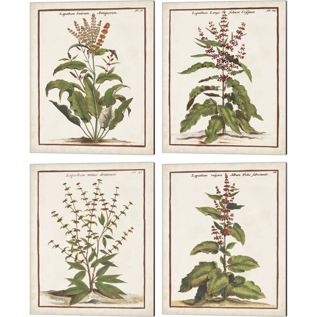 Great Art Now Munting Botanicals by Abraham Munting 4 Piece Canvas Art