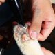 thumbnail image 5 of Cortapelos eléctrico para mascotas, cortapelos para perros y pedicura, 5 of 5