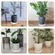 thumbnail image 4 of Carrito para plantas, base con ruedas para macetas, rueda universal, bandeja para macetas, polea, soporte para macetas para exteriores, resina de poliuretano blanca, plástico, 4 of 6