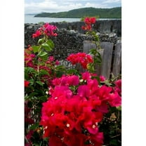 Flowering Bougainvillea & Ruins Chateau Dubuc Martinique French Antilles West Indies Poster Print by Scott T. Smith