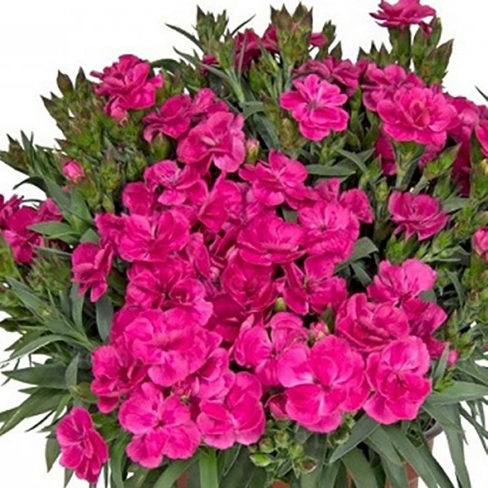 Peman Fancy Cerise Border Carnation - Dianthus caryophyllus - 2.5" Pot