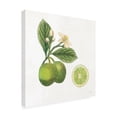 thumbnail image 2 of Sue Schlabach 'Classic Citrus III' Canvas Art, 2 of 3