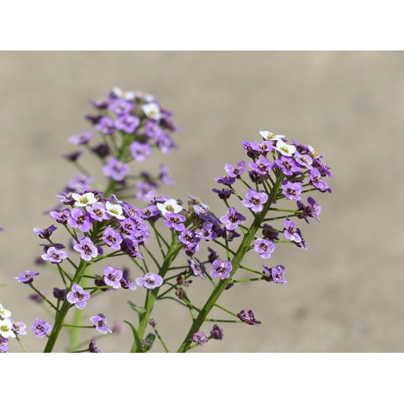 Purple Rockcress Seeds/ Perennial/ Full Sun/500 seeds 1/4 gram/ Zellajake Farm and Garden - B251