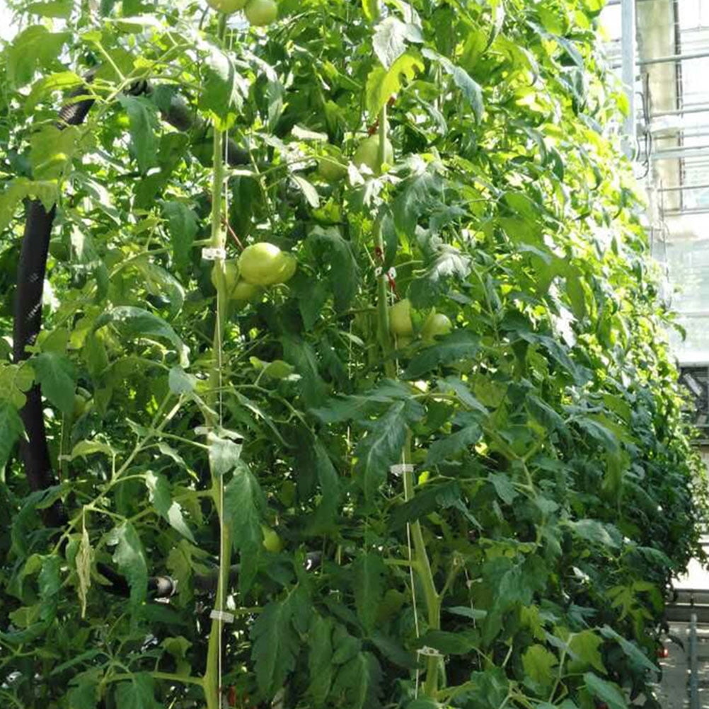 ELAYARD 2 Sets White Trellis Hooks for Tomato Plant Support, Garden and Greenhouse Climbing Plant Accessories
