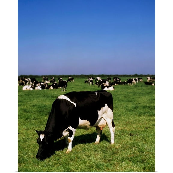 Great BIG Canvas | Rolled The Irish Image Collection Poster Print entitled Friesian Cattle, Ireland