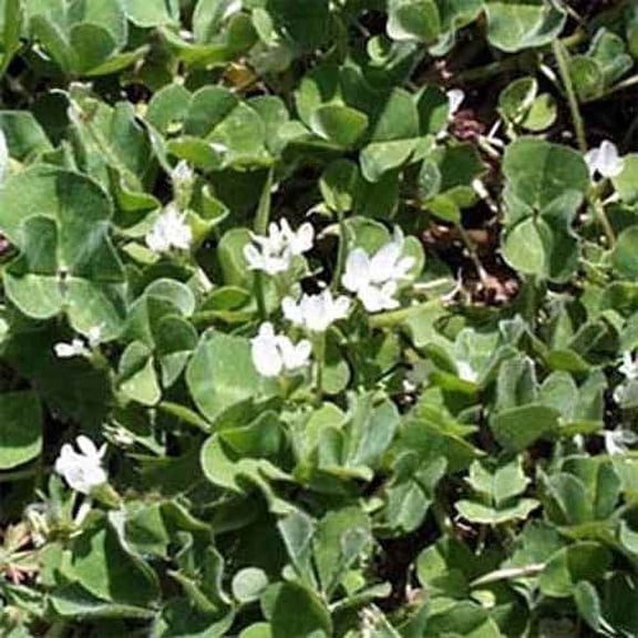Outsidepride Annual Subterranean Clover Seeds for Lawn - 10 lbs. Cold Hardy, Nitrogen-Fixing Cover Crop Seeds for Pasture, Forage & Ground Cover, Soil Improvement, Ideal for Wild Life Grazing