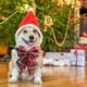thumbnail image 5 of Collar de perro navideño, para cachorros, perros, gatos, mascotas, 5 of 5