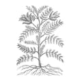 thumbnail image 2 of Unknown  15x18 White Modern Wood Framed Museum Art Print Titled - BAndW Plant Specimen IX, 2 of 4