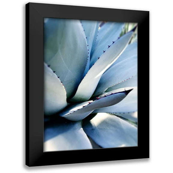 Wilson, Kali 12x14 Black Modern Framed Museum Art Print Titled - Giant Succulent I