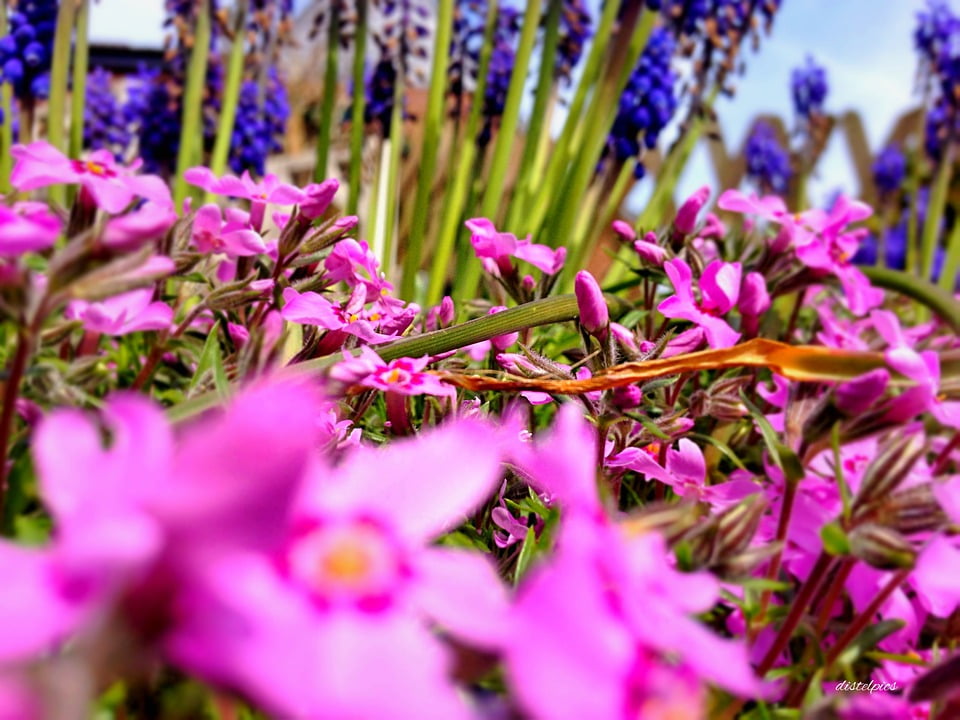 Flower in bloom. Цветы blossom garden. pink flower among us.