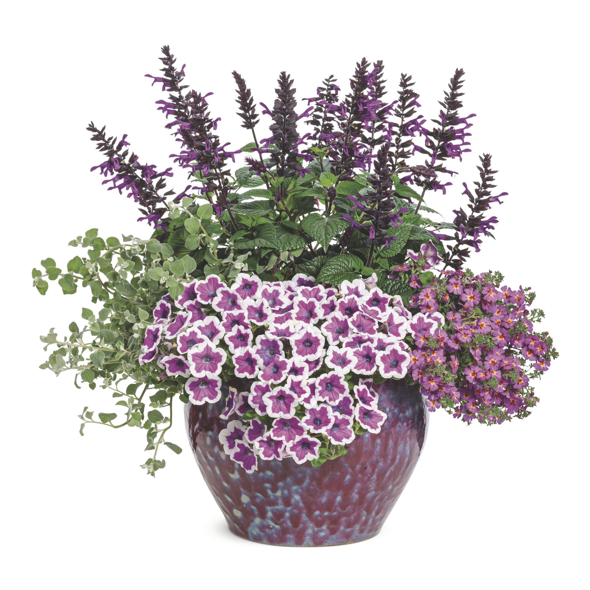 Proven Winners 4" Purple Safari Dusk South African Phlox Live Plant in 4.25" Pot (4 Count)