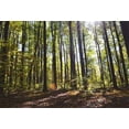 thumbnail image 3 of XDDJA Polyester Fabric Forests Backdrop 7x5ft Trees Fallen Leaves Bright Sunshine Nature Scenery Photography Background Photos Video Studio Props, 3 of 3