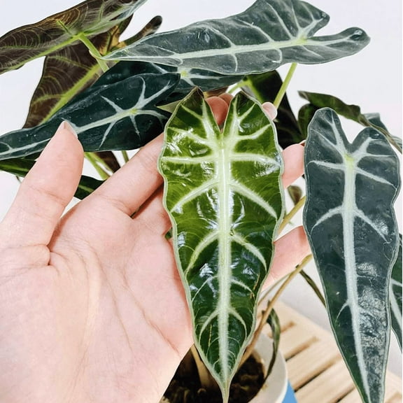 Amazonica Alocasia Plant Polly Elephant Ears Plant African Mask Plant 1-2 Feet Tall