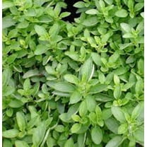 Italian Large Leaf Basil Seeds - 500 Count Seed Pack - Known for It's Strong yields of Large, Pointed and Wrinkled Leaves - Country Creek LLC