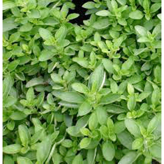 Italian Large Leaf Basil Seeds - 500 Count Seed Pack - Known for It's Strong yields of Large, Pointed and Wrinkled Leaves - Country Creek LLC